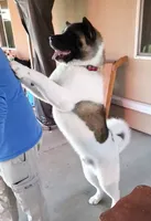 M1, a male Akita for sale in Bakersfield, CA – 2 of 6