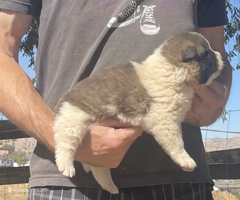F2 – Akita puppy for sale in Bakersfield, CA