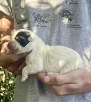 M1, a male Akita for sale in Bakersfield, CA – 1 of 6