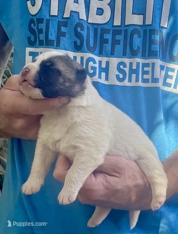 F5 – Akita puppy for sale in Bakersfield, CA