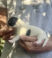 M2, a male Akita for sale in Bakersfield, CA – 1 of 6
