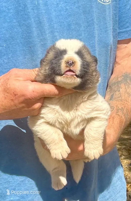 F5 – Akita puppy for sale in Bakersfield, CA