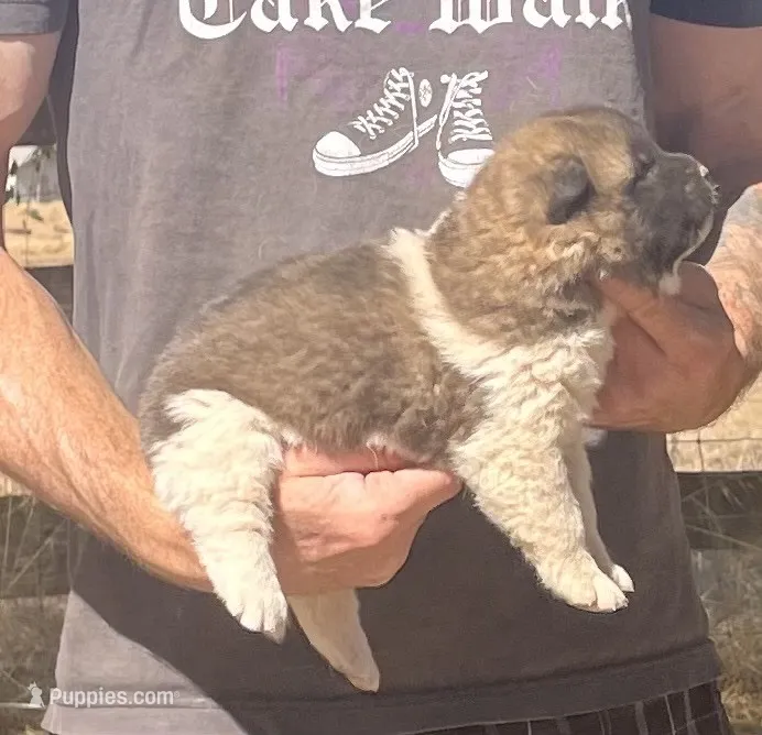 F3 – Akita puppy for sale in Bakersfield, CA