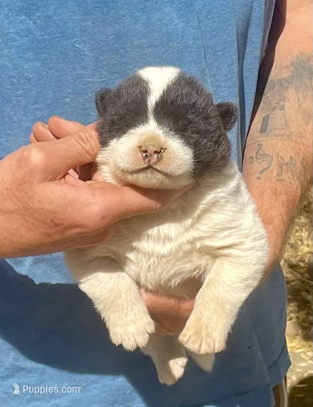 M2 – Akita puppy for sale in Bakersfield, CA