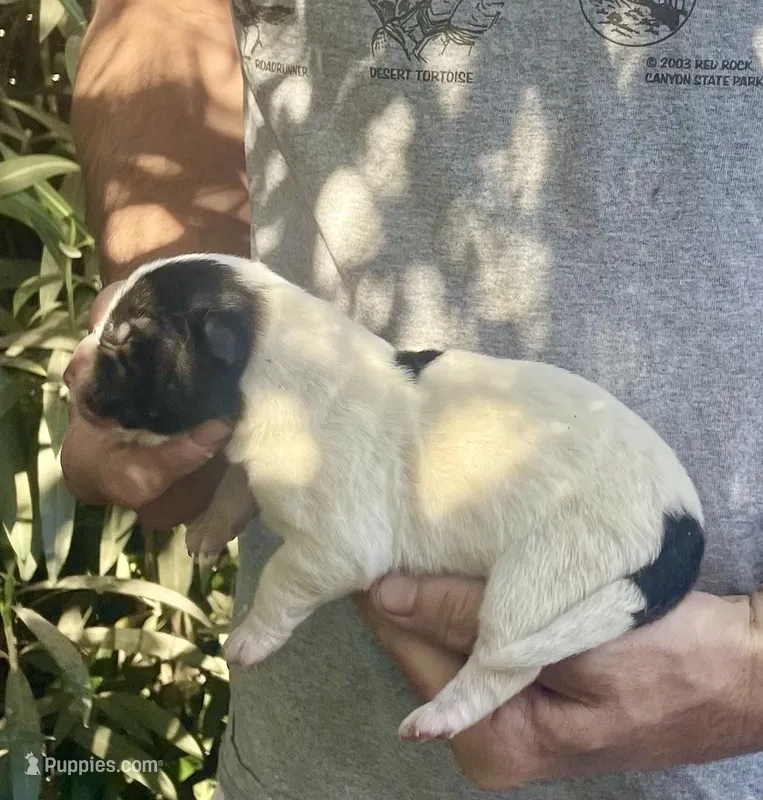 F1 – Akita puppy for sale in Bakersfield, CA