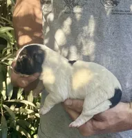 F1, a female Akita for sale in Bakersfield, CA – 1 of 6