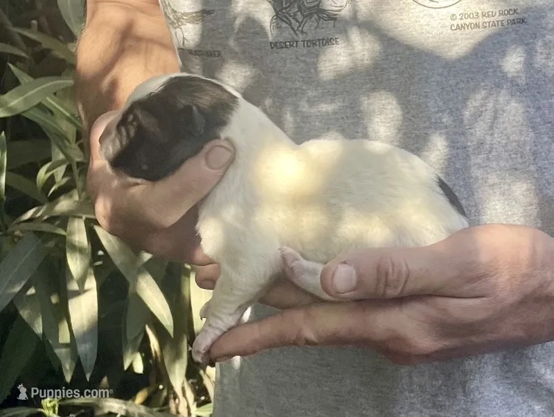 F5 – Akita puppy for sale in Bakersfield, CA