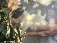 F5, a female Akita for sale in Bakersfield, CA – 1 of 6