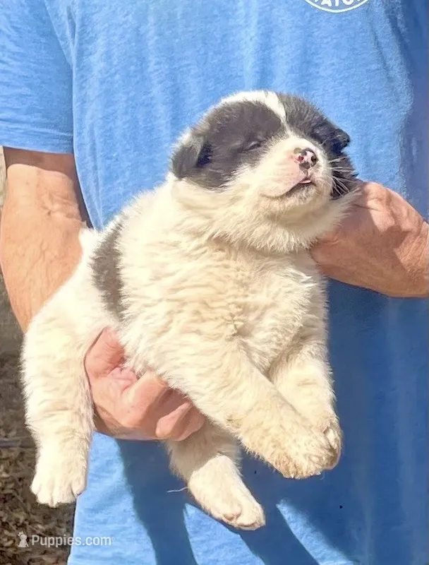 M2 – Akita puppy for sale in Bakersfield, CA