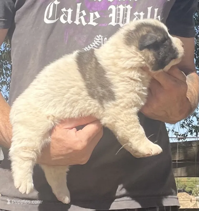 F1 – Akita puppy on hold in Bakersfield, CA
