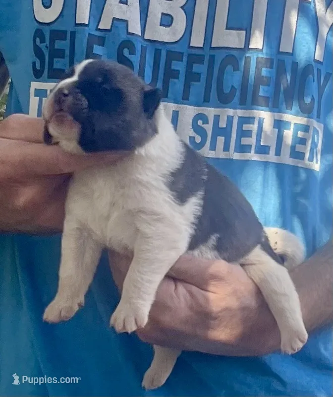 F2 – Akita puppy for sale in Bakersfield, CA