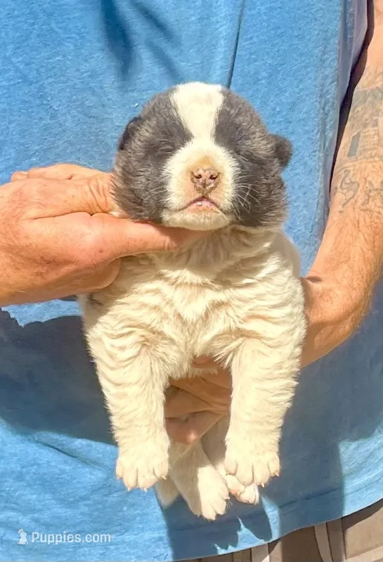 F1 – Akita puppy on hold in Bakersfield, CA