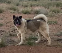 F4, a female Akita for sale in Bakersfield, CA – 6 of 6