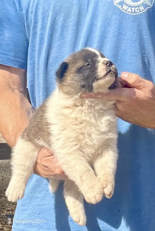 F2 – Akita puppy for sale in Bakersfield, CA