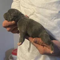 F1, a female American Bully for sale in Bakersfield, CA – Photo 3 of 5