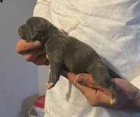 F1, a female American Bully for sale in Bakersfield, CA – Photo 3 of 5