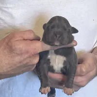 F1, a female American Bully for sale in Bakersfield, CA – Photo 2 of 5