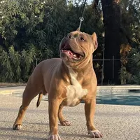 F1, a female American Bully for sale in Bakersfield, CA – Photo 5 of 5