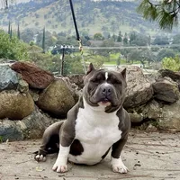 F1, a female American Bully for sale in Bakersfield, CA – Photo 4 of 5