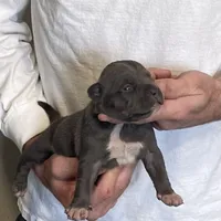 F1, a female American Bully for sale in Bakersfield, CA – Photo 1 of 5