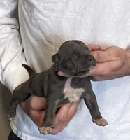 F1, a female American Bully for sale in Bakersfield, CA – Photo 1 of 5