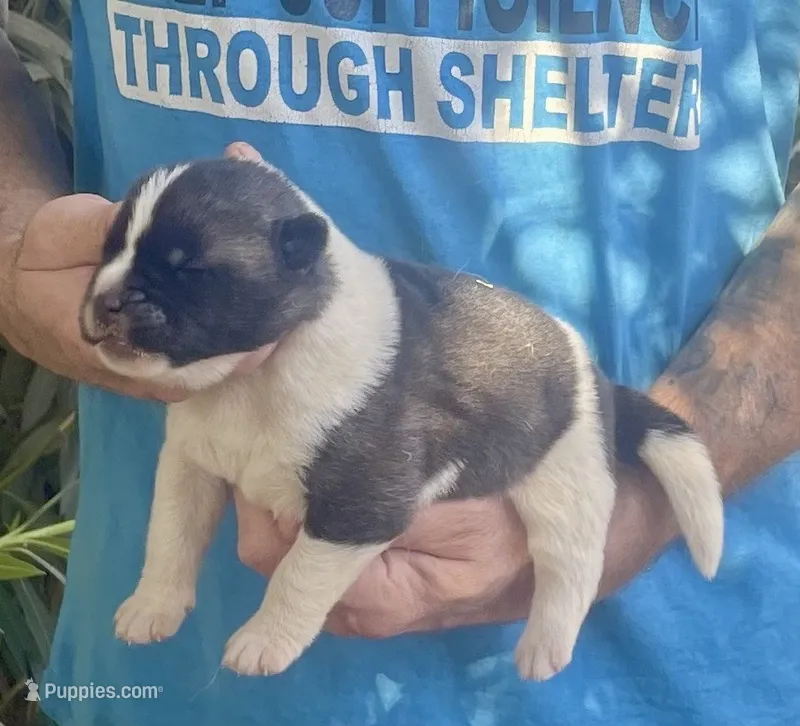 F4 – Akita puppy on hold in Bakersfield, CA
