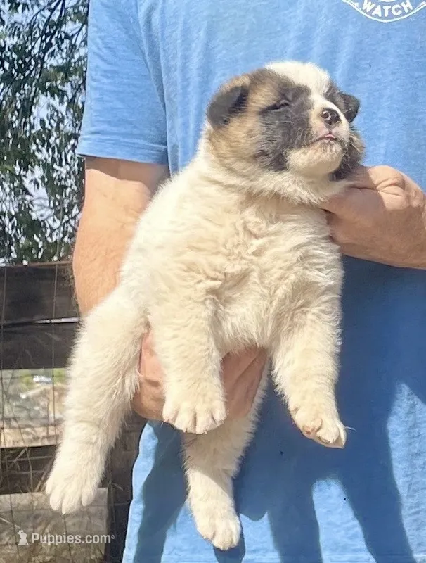 F5 – Akita puppy on hold in Bakersfield, CA