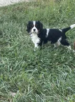Leo, a male Cavalier King Charles Spaniel for sale in Montgomery, IN – 2 of 2