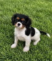 Holly, a female Cavalier King Charles Spaniel for sale in Montgomery, IN – 2 of 4