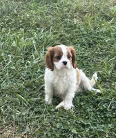 Harley, a male Cavalier King Charles Spaniel for sale in Montgomery, IN – 2 of 2