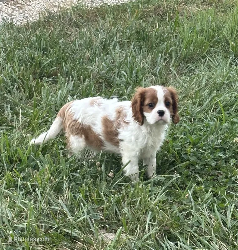 Harley – Cavalier King Charles Spaniel puppy for sale in Montgomery, IN