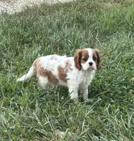 Harley, a male Cavalier King Charles Spaniel for sale in Montgomery, IN – 1 of 2