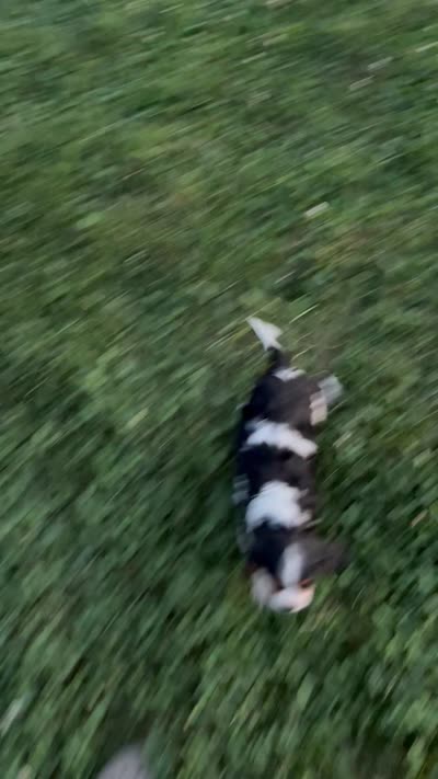 Leo, a male Cavalier King Charles Spaniel for sale in Montgomery, IN – 3 of 3