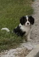 Ralph, a male Cavalier King Charles Spaniel for sale in Montgomery, IN – 2 of 4