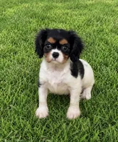 Holly, a female Cavalier King Charles Spaniel for sale in Montgomery, IN – 3 of 4