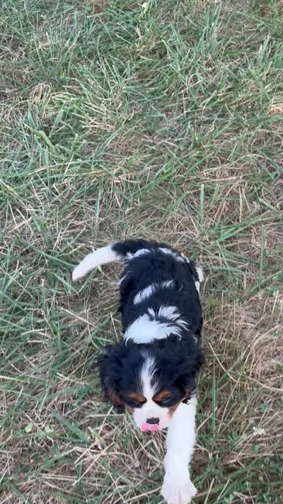 Ralph, a male Cavalier King Charles Spaniel for sale in Montgomery, IN – 4 of 4