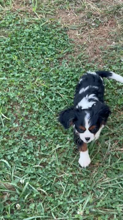 Ralph, a male Cavalier King Charles Spaniel for sale in Montgomery, IN – 3 of 4