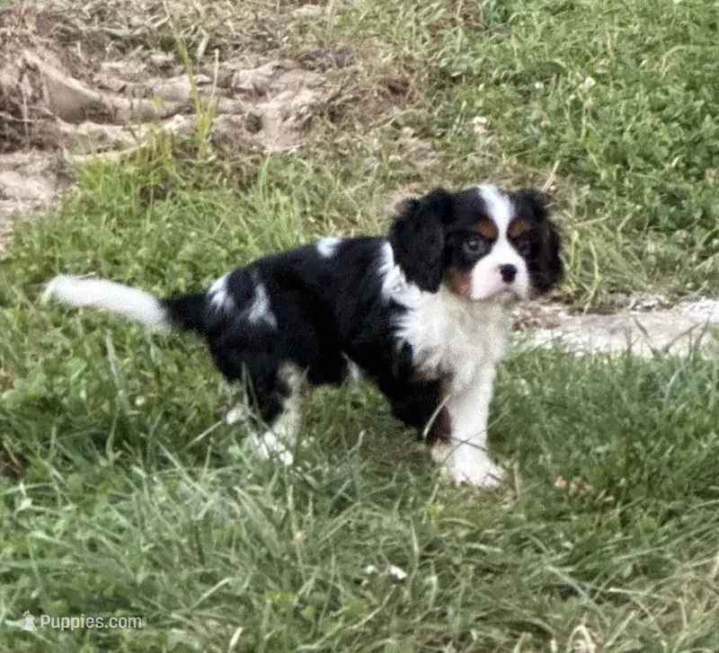 Ralph – Cavalier King Charles Spaniel puppy for sale in Montgomery, IN