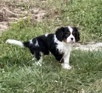 Ralph, a male Cavalier King Charles Spaniel for sale in Montgomery, IN – 1 of 4
