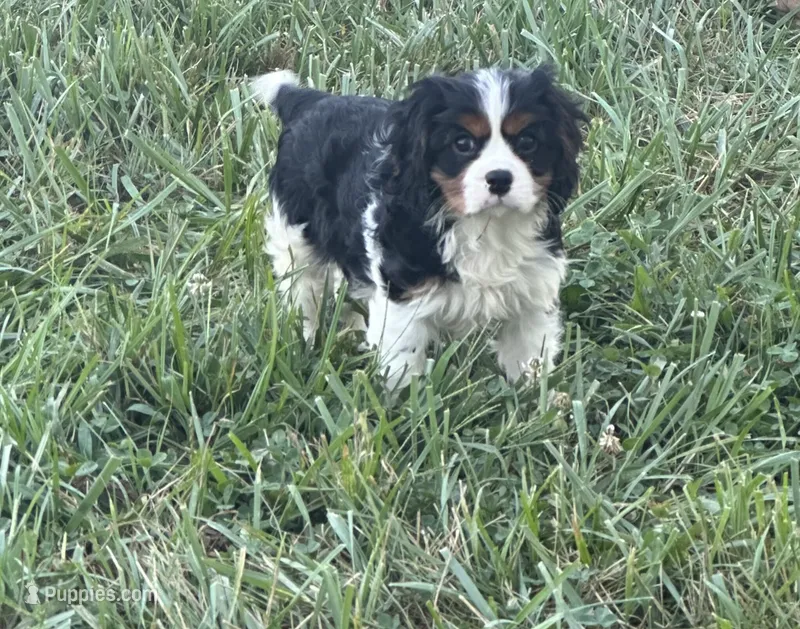 Leo – Cavalier King Charles Spaniel puppy for sale in Montgomery, IN