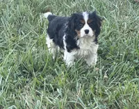 Leo, a male Cavalier King Charles Spaniel for sale in Montgomery, IN – 1 of 2