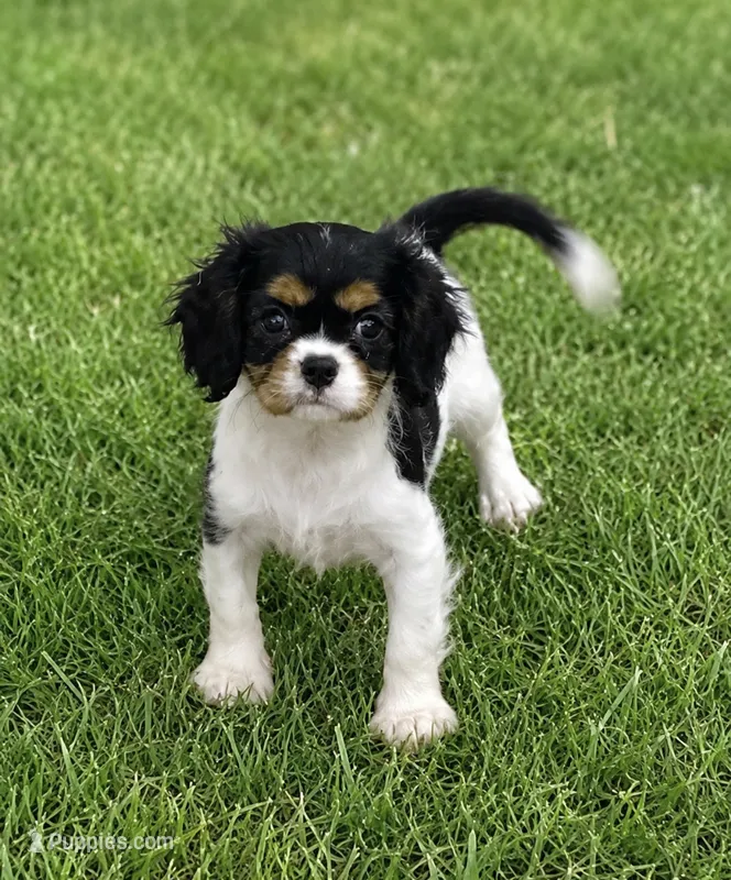 Holly – Cavalier King Charles Spaniel puppy for sale in Montgomery, IN