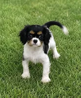 Holly, a female Cavalier King Charles Spaniel for sale in Montgomery, IN – 1 of 4