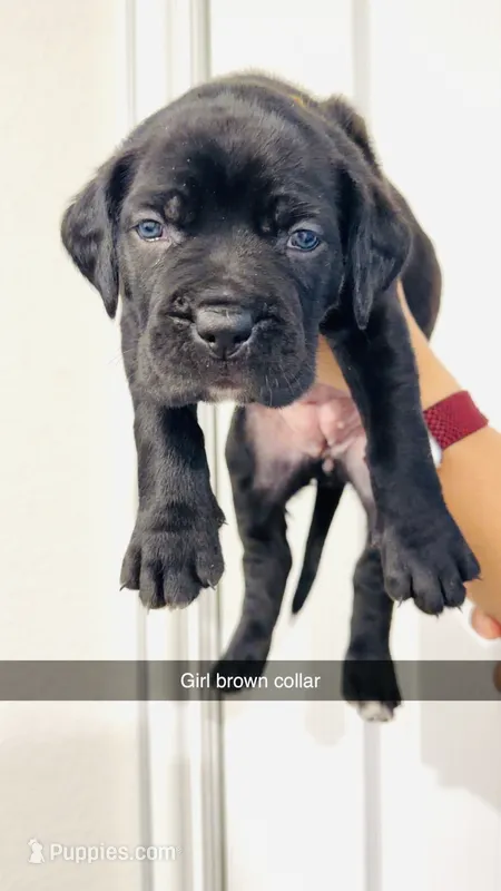 Z  – Cane Corso puppy for sale in Dallas, TX