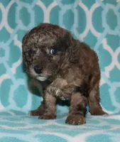 Harlee’s brown Merle M, a male Poodle - Miniature  for sale in Lovely, KY – 3 of 9