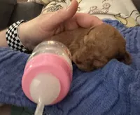 Double T Summer’s Apricot M, a male Poodle - Toy  for sale in Lovely, KY – 8 of 9
