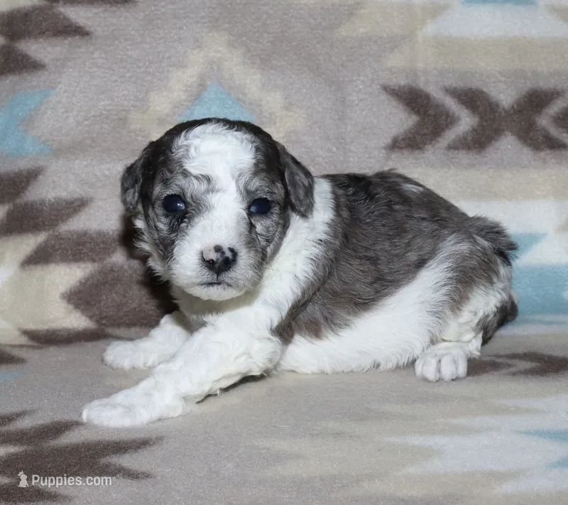 Hartlee Bk merle parti F – Poodle - Miniature  puppy for sale in Lovely, KY