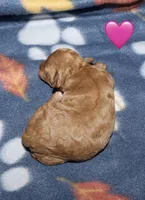 Summer’s Red F, a female Poodle - Toy  for sale in Lovely, KY – Photo 4 of 9