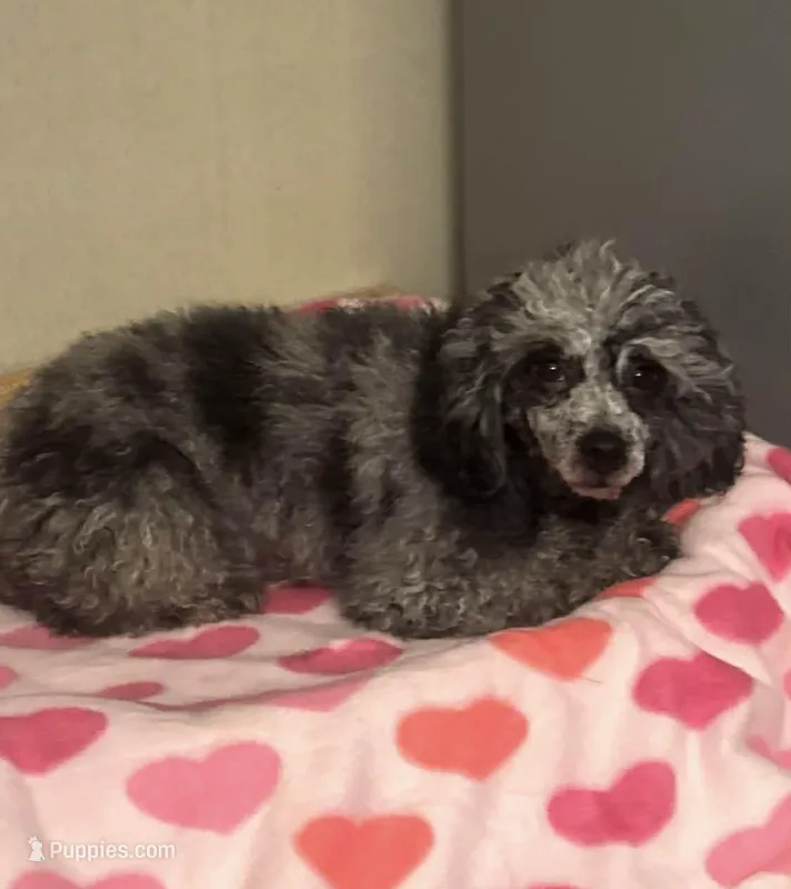 Summer’s  – Poodle - Toy  puppy for sale in Lovely, KY