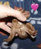 Summer’s Red F, a female Poodle - Toy  for sale in Lovely, KY – Photo 5 of 9